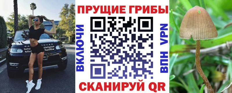 kraken ССЫЛКА Арсеньев Псилоцибиновые грибы GOLDEN TEACHER